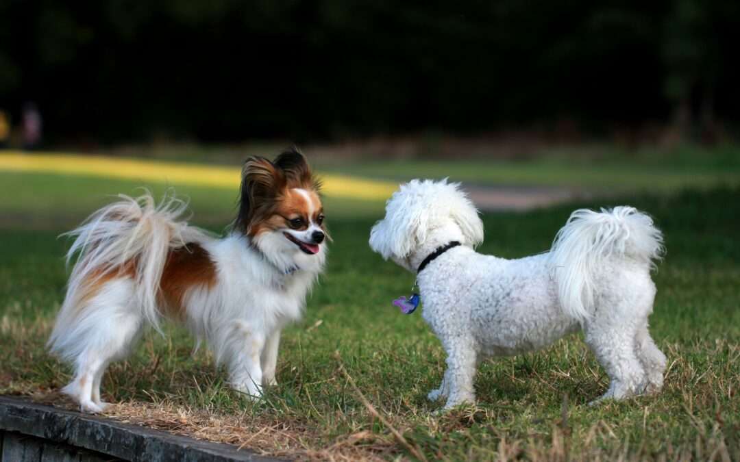 Two small dogs looking at each other in a park, ideal companions for seniors.