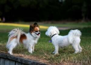 Two small dogs looking at each other in a park, ideal companions for seniors.